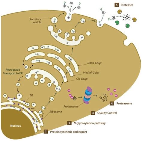 Comparative RNA-Seq of Ten Phaeodactylum tricornutum Accessions ...