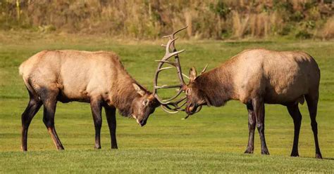 Image result for Intrasexual Selection Drawing