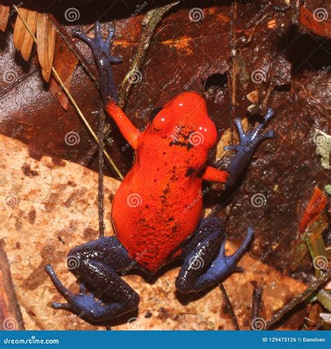 Wildlife Photo of Strawberry Poison Frog Oophaga Pumilio Stock Photo ...
