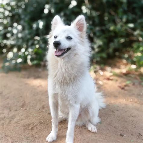 Indian Spitz Temperament: All You Need to Know