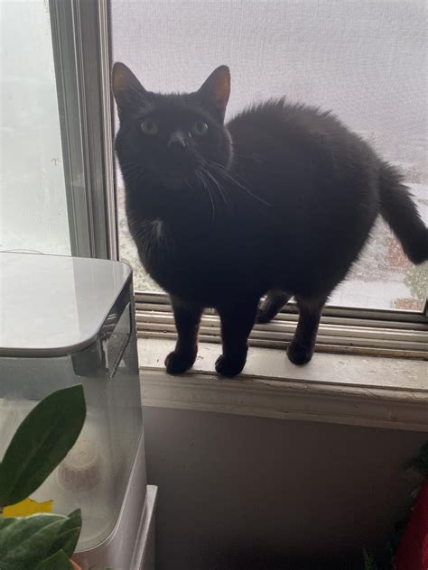 Apparently Pumpkins a fruit bat cat. I am unsure if that is accurate ...