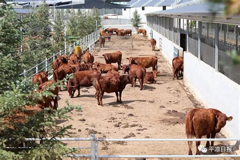 科技养殖，赋能平凉红牛产业链——静宁昊康牧业肉牛养殖基地见闻