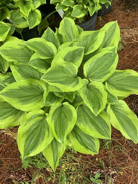 Hosta Golden Tiara | Behmerwald Nursery - Behmerwald Nursery