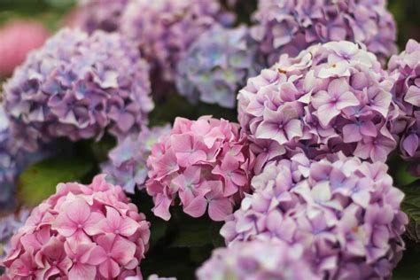 Are Hydrangeas Perennials? How to Keep Them Blooming for Years | Garvillo
