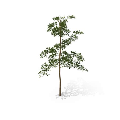Image result for Sapling Transparent