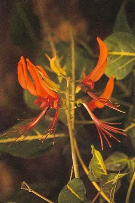 Matter prepares itself to receive the Supramental : flower