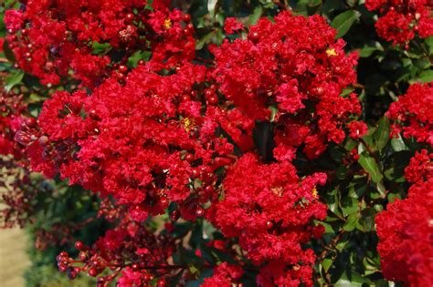 Crepe Myrtle Colors