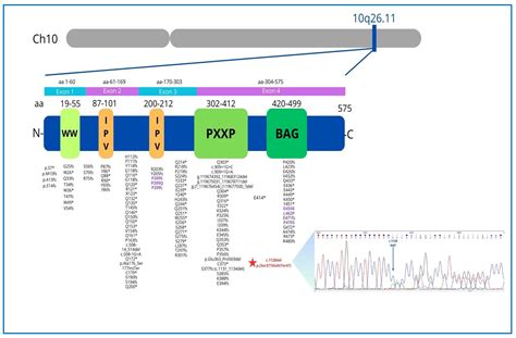 Dilated Cardiomyopathy: A Novel BAG3 Mutation Associated with ...