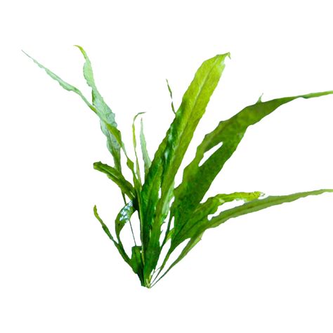 Image result for Brown Java Fern