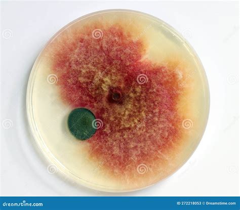 Fusarium Mold