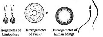 Recognise the figure and find out the correct matc