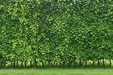 Die Hecke Natuerlicher Zaun Und die 6 pflegeleichtesten hecken plantura Die Hecke Natuerlicher Zaun Und die 6 pflegeleichtesten hecken plantura