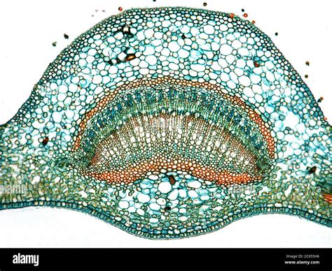 Cross section leaf microscope hi-res stock photography and images - Alamy