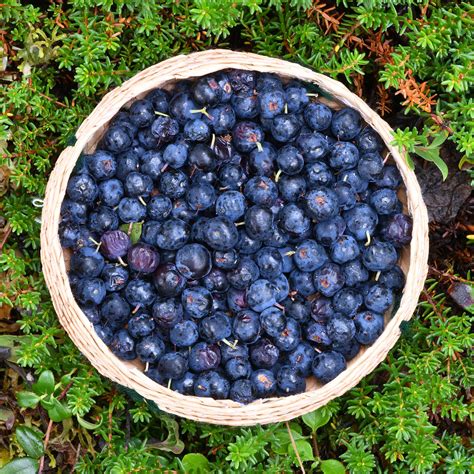 Collections – Northwest Wild Foods