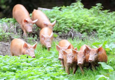 Tamworth Pigs - CoventryLive
