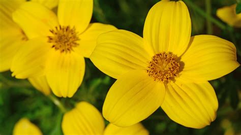 29 Beautiful Types of Yellow Flowers (#27 Is Our Favorite)