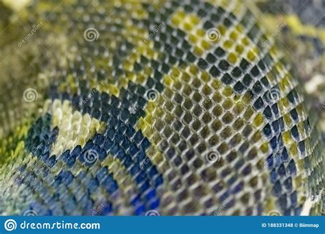 Image result for Reticulated Python Archive