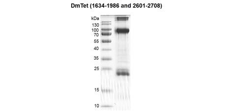 Recombinant DmTet (1634-1986, 2601-2708) protein | Proteintech