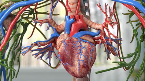 3D Complete Female Body Anatomy model | 3D Molier International