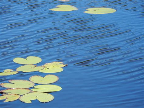 Nature Swim 的图像结果