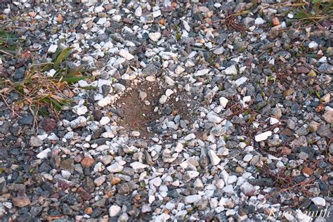 THE GOOD HARBOR BEACH PARKING LOT PLOVERS – The story of a remarkably ...