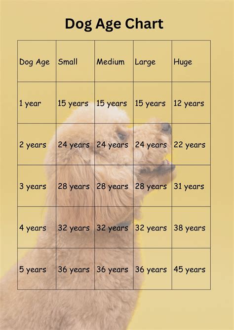 Dog Years to Human Years - Dog Lifespan in Human Years - YIHY