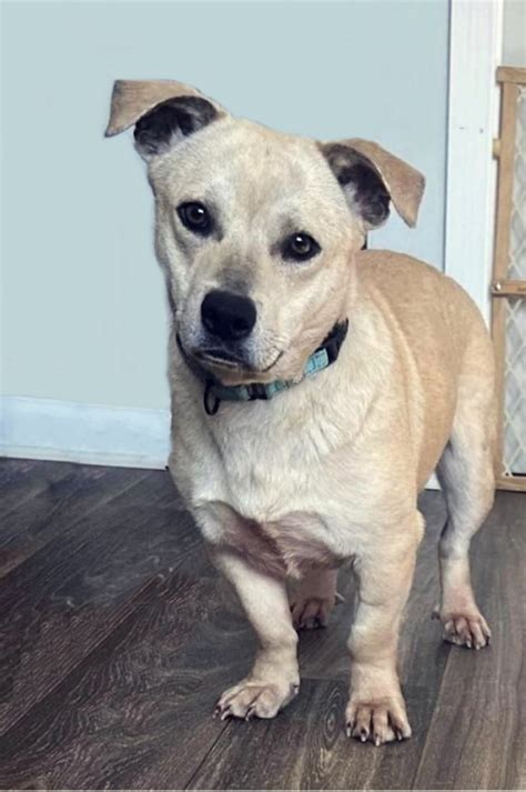 Available Dogs - The A.R.K - Animal Recycling Kennel