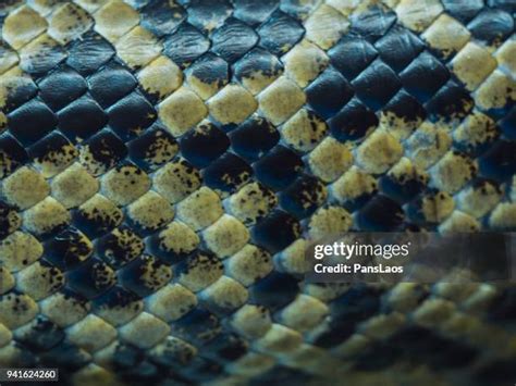 Image result for Python Scale Pattern Drawing