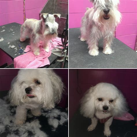 Dog Grooming Services in Chicago, IL | Pet Care Providers in Chicago ...