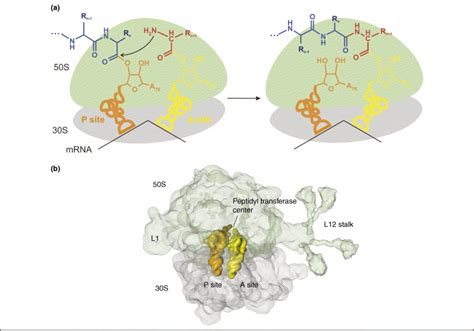 Image result for What Is the Structural Formula for O2