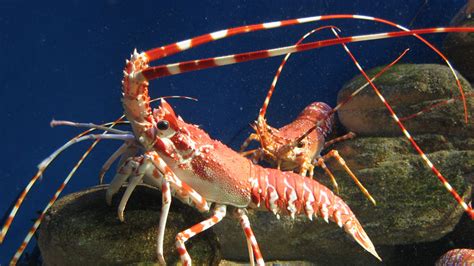 9 Different Types of Lobsters With Images – Asian Recipe