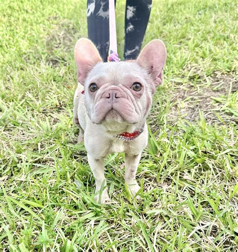 Lilo, an adorable French Bulldog that came to shelter with a skin ...