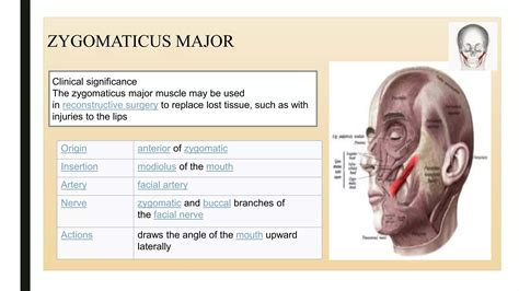 MUSCLES OF FACIAL EXPRESSION.pptx