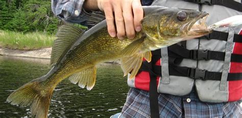 Spring Time Walleye 的图像结果