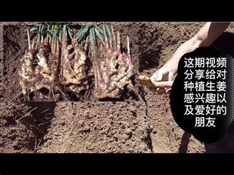 重庆市潼南区钟峰生姜股份合作社，生姜种植，生姜批发