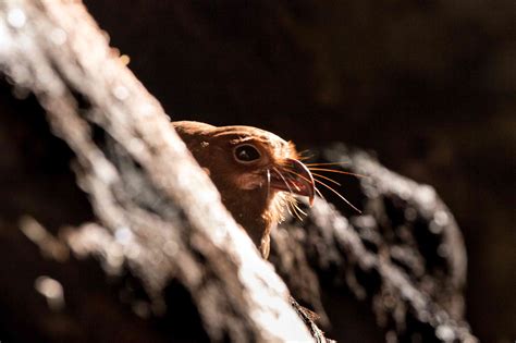 11 of the Loudest Animals on Earth