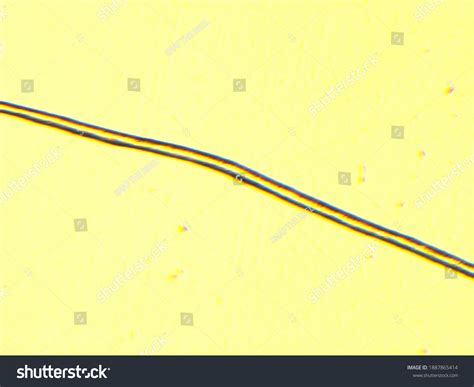 Image result for Wool Under a Microscope