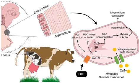 Clinical Experiences and Mechanism of Action with the Use of Oxytocin ...