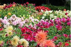 terrazzo fiorito tutto l anno come avere un balcone fiorito tutto l anno green mag terrazzo fiorito tutto l anno come avere un balcone fiorito tutto l anno green mag