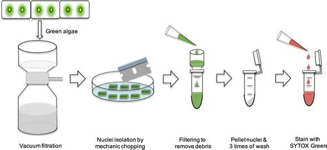 Frontiers | Characterization of Two Zygnema Strains (Zygnema circumcarinatum SAG 698-1a and SAG ...