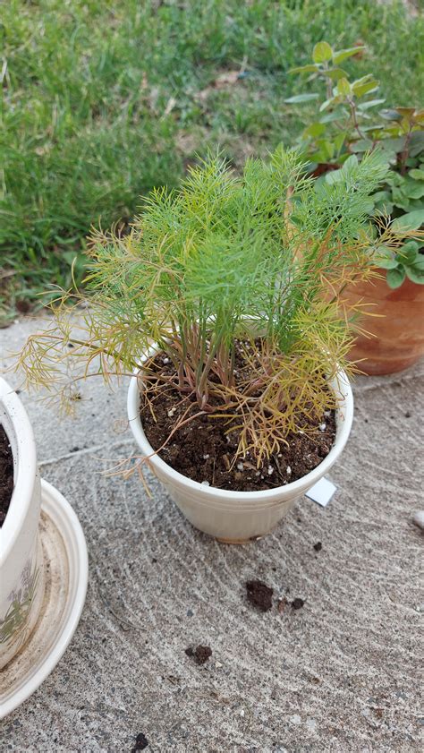 why is my dill plant turning brown and yellow on the edges? : r/plantclinic