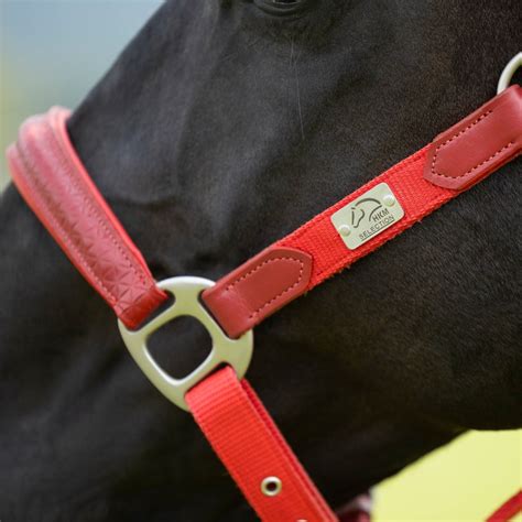 Image result for Licol Cheval