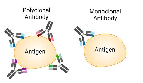 Polyclonal and Monoclonal Antibodies: Production and Purification