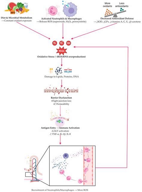 Nrf2 as a Molecular Guardian of Redox Balance and Barrier Integrity in IBD