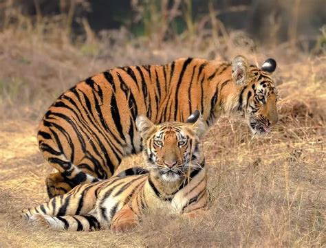 Tiger Zinda Hai: Maharashtra's Karan meets soulmate in Telangana's Nirmal
