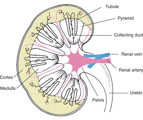 Usmle Anatomy Kidney Location