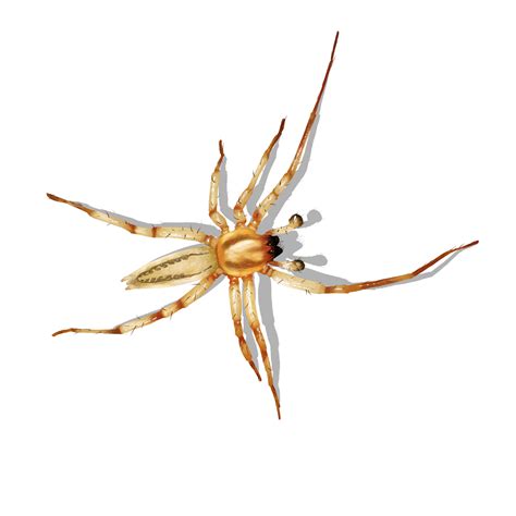 Spiders In Mississippi