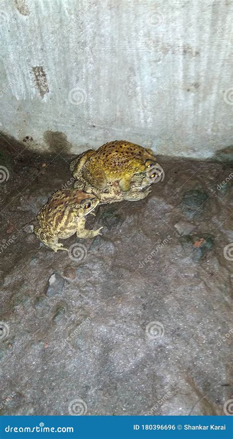 Image result for Funny Tree Frog