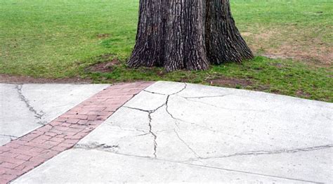 Tree Root Remover 的图像结果