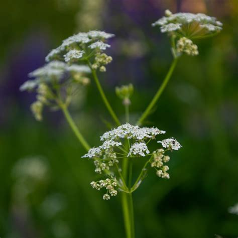 5 Best Raspberry Companion Plants: What to Plant & Not Plant